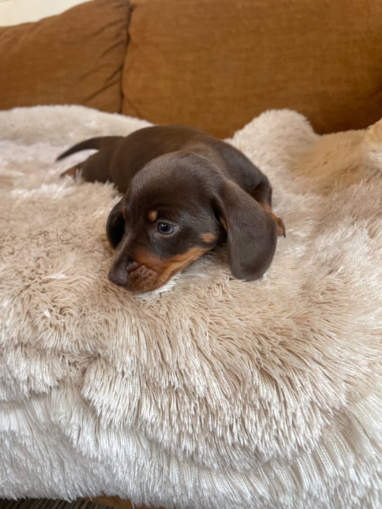 Miniature dachshund puppy 