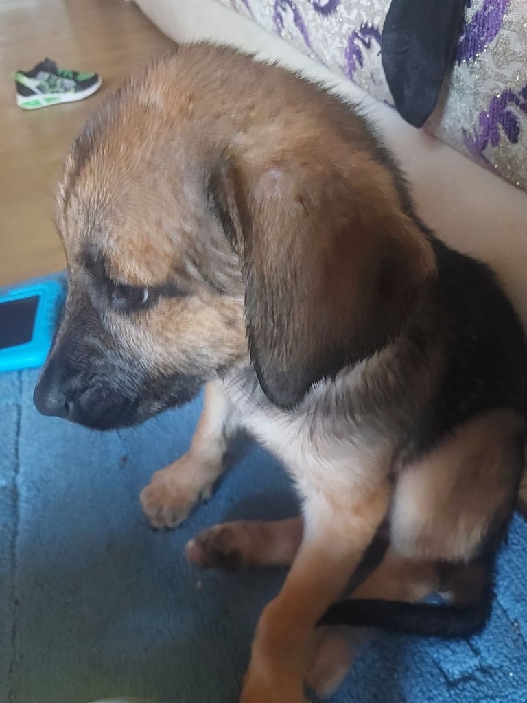 image for German shepherd malinois puppies 