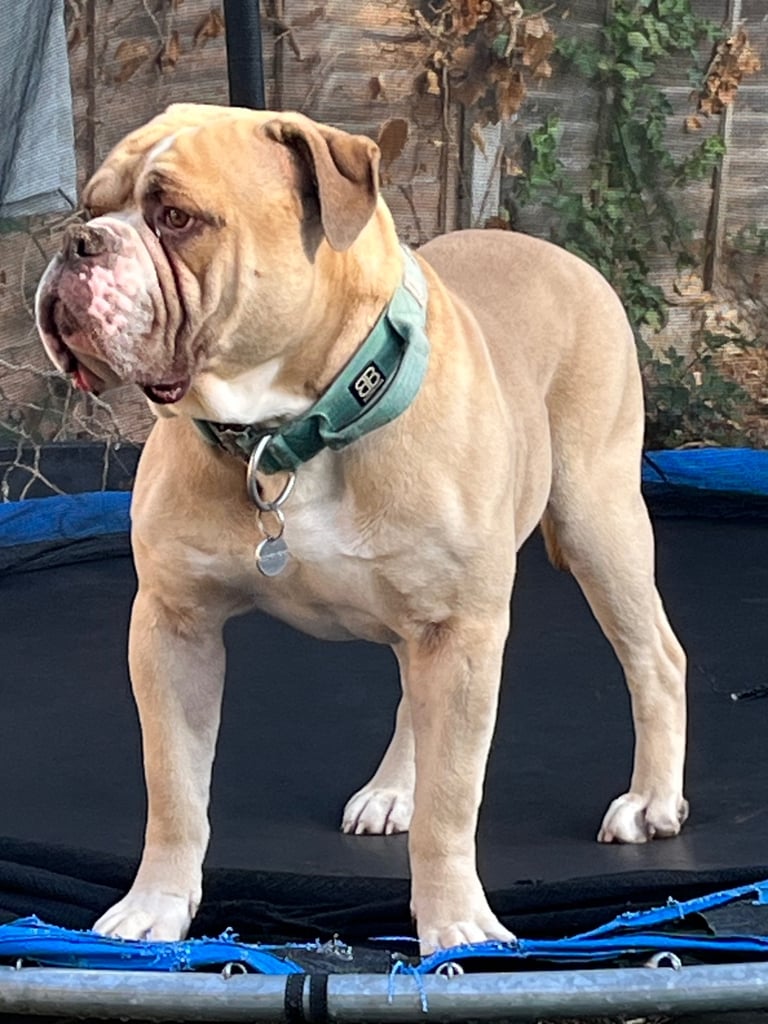 Old english bulldogge