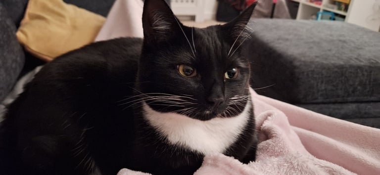 Beautiful female cat needing a new home 