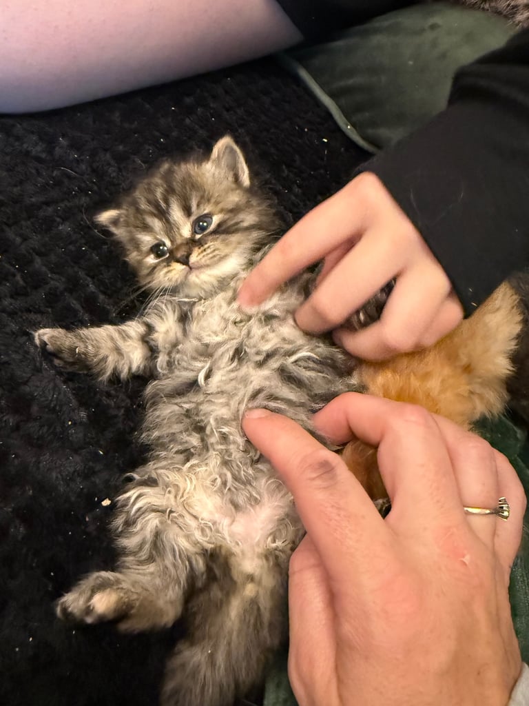 Ragdoll X Persian