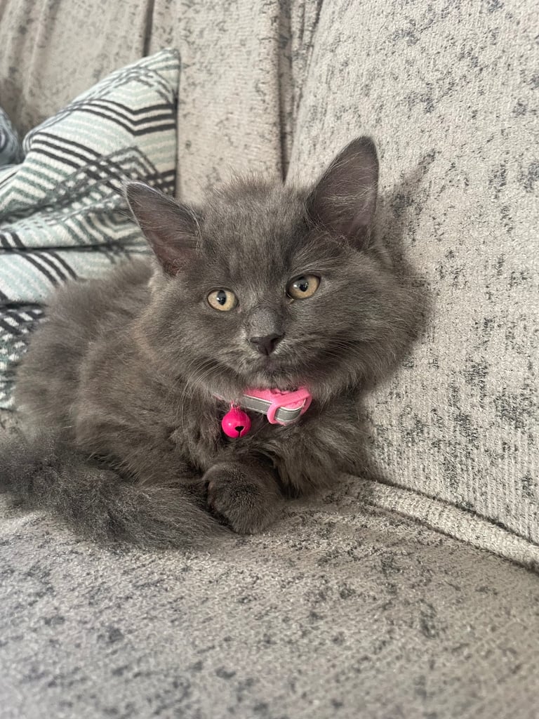 Female Russian long haired kitten 4 months old 