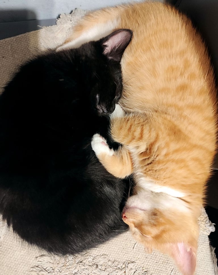 Four adorable kittens ready for loving homes