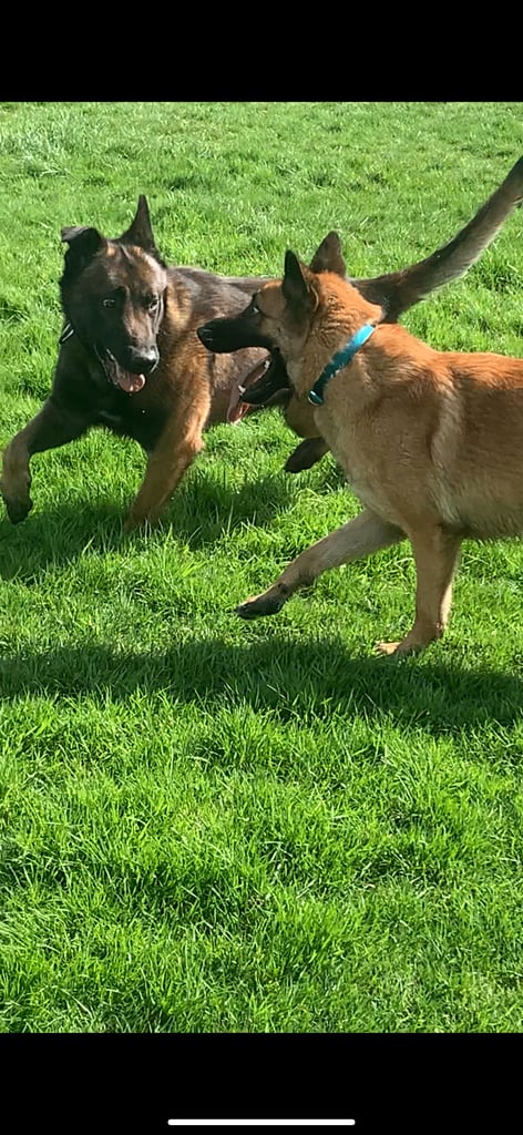 🐾 10-Month-Old Full Pedigree Belgian Malinois Females – Loving Homes Wanted 🐾