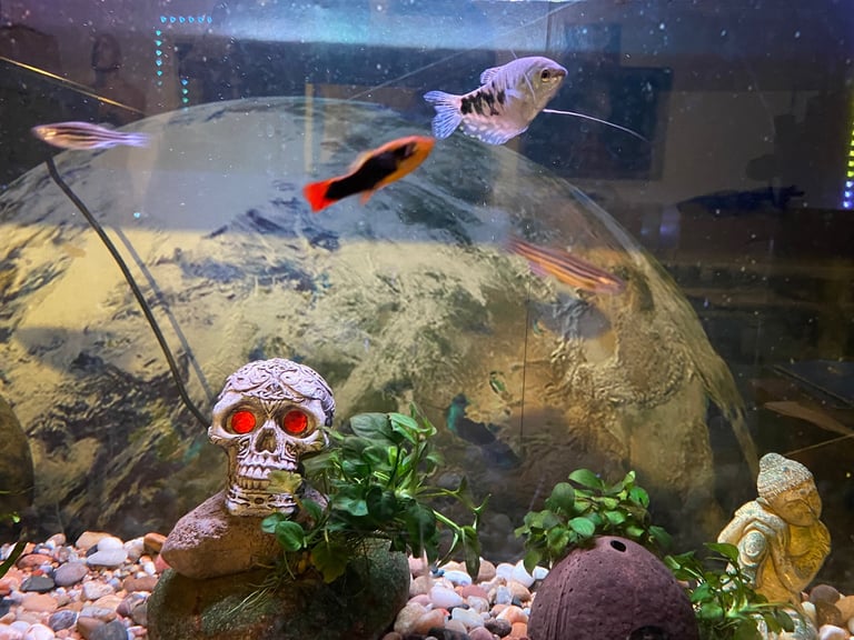 Aquarium with fish