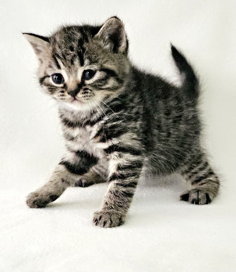 Beautiful Britishshorthair kittens