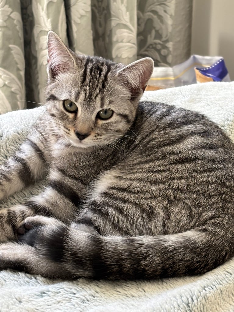 Silver tabby kittens