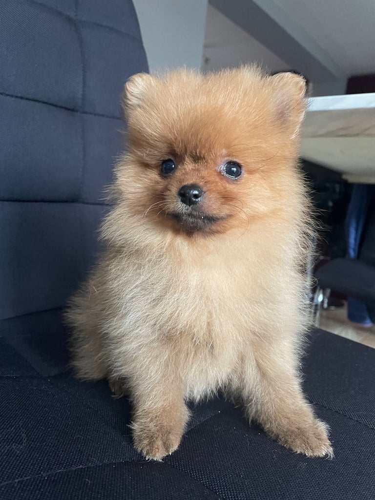 Beautiful Pomeranian puppies ready to go 