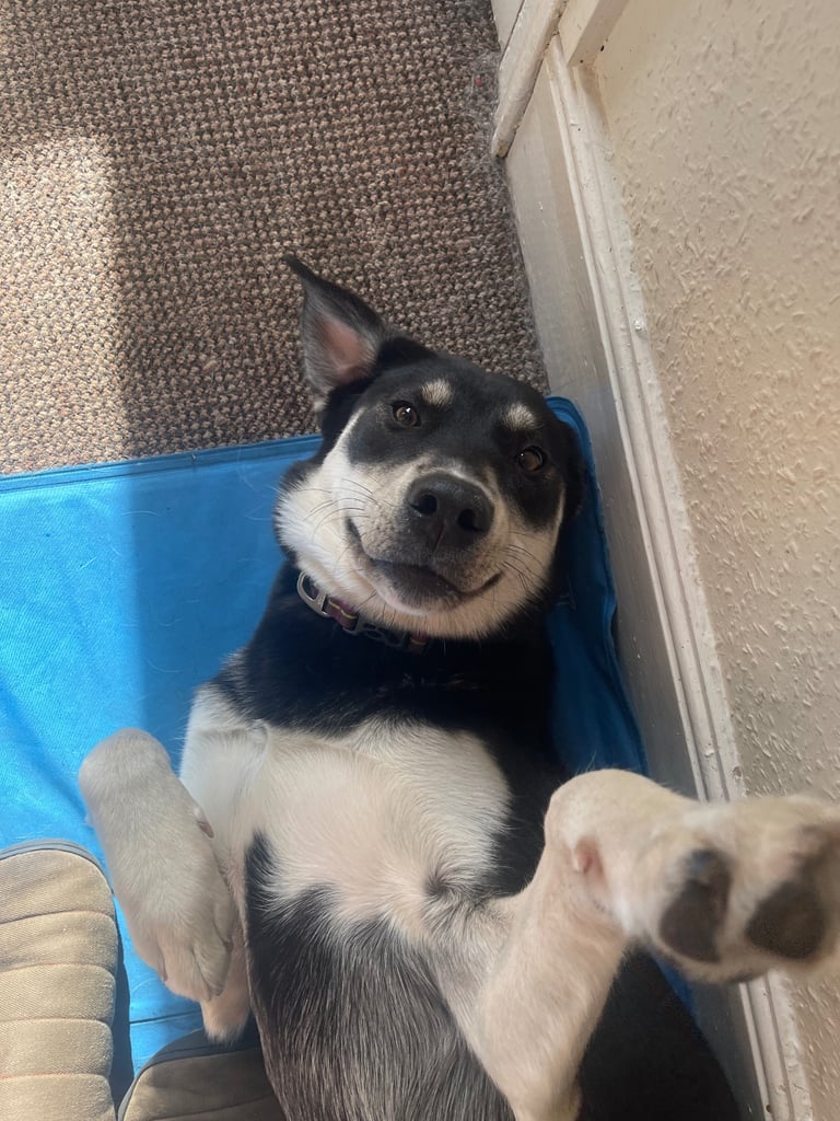 image for 1 year old Labrador-Husky cross for sale