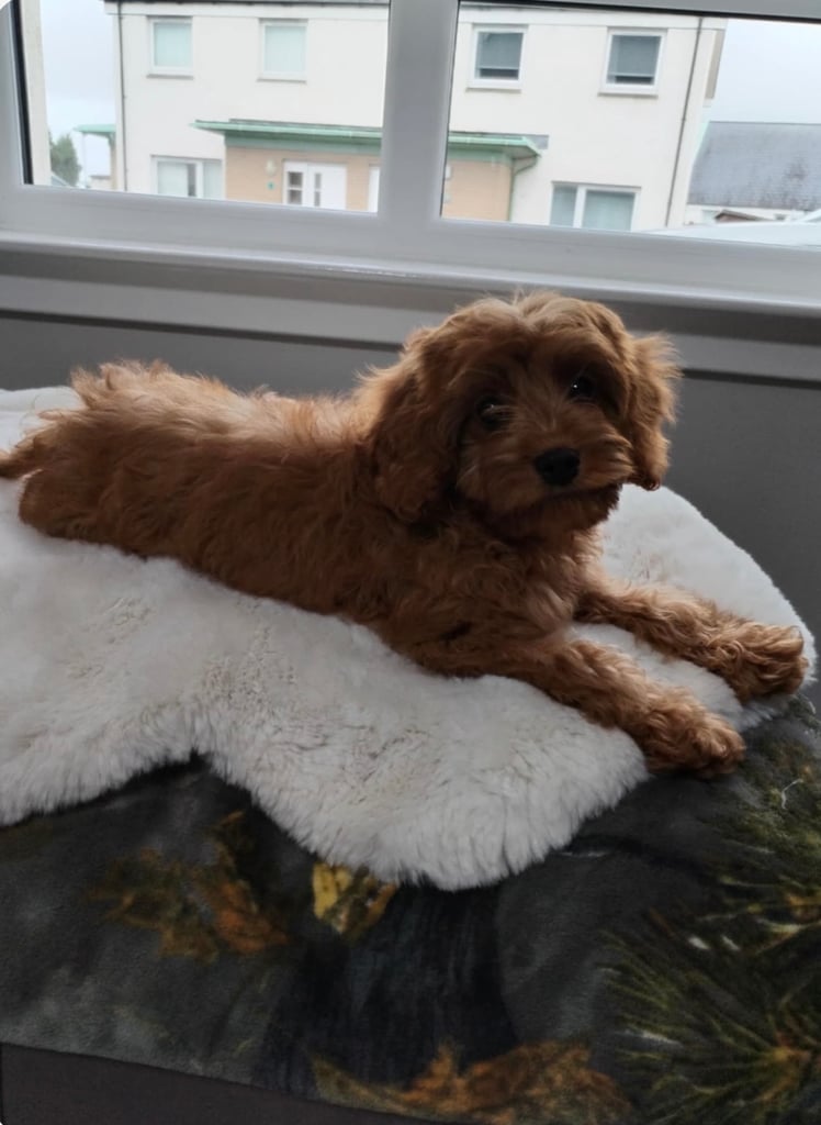 Cavapoos 