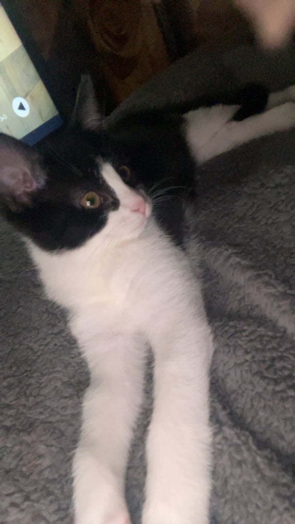 Kitten for sale she is 12weeks 