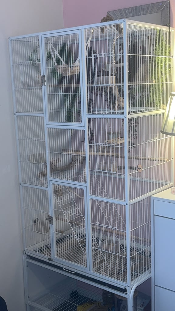 Male and female zebra finches with huge enclosure 