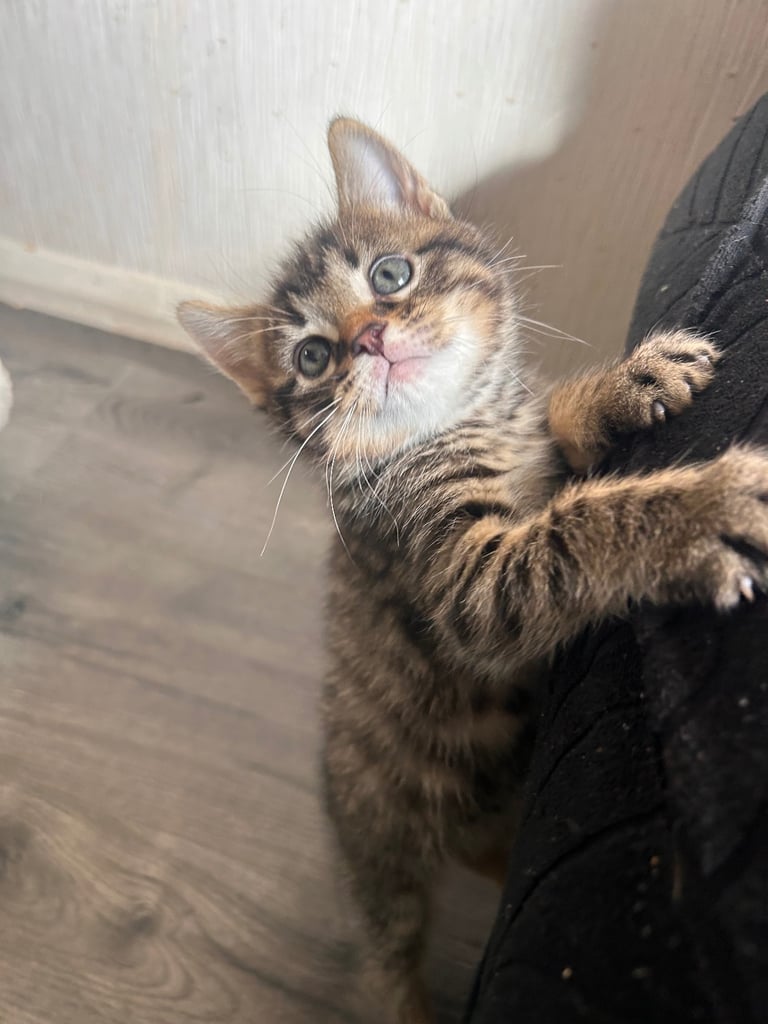 🐾 Adorable Kittens Looking for Their Forever Homes – 2 Girls & 3 Boys🐾