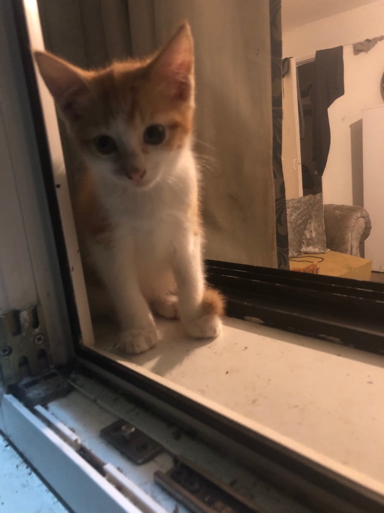 Beautiful Bombay  kittens 