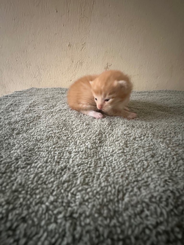 4 Gorgeous fluffy part ragdoll kittens 🐱