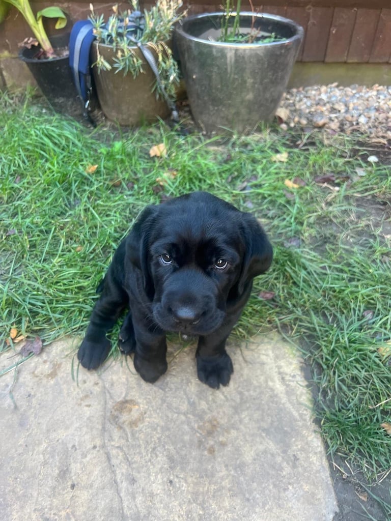Gorgeous black male labrador 