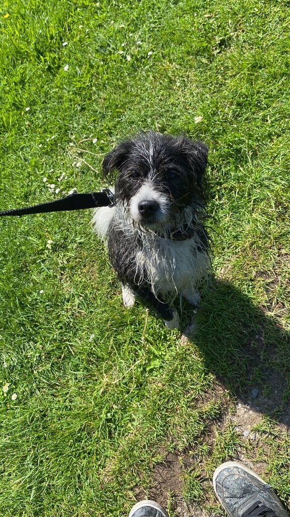 Rehoming only to a good home