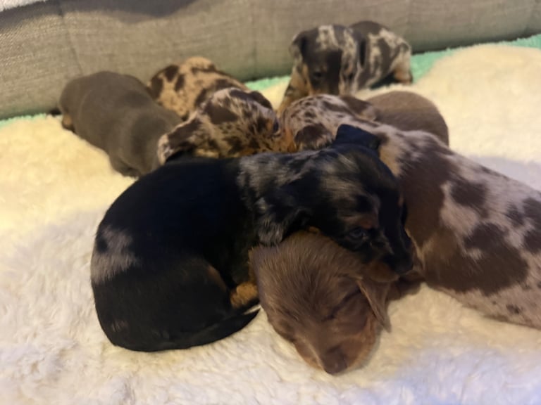 Miniature dachshund puppies 