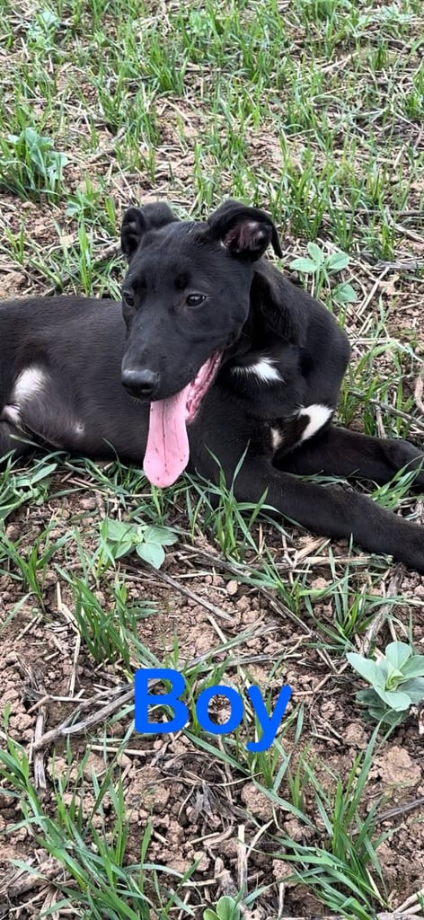 *Bull x lurcher pups for sale*