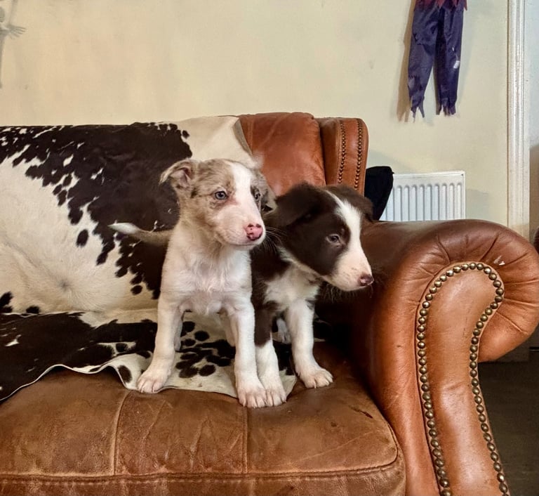 Stunning Merle Border Collie puppies.