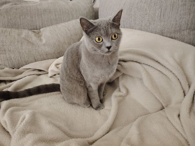 Female Britishshort hair 