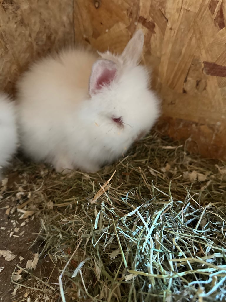 Lionhead  rabbits 