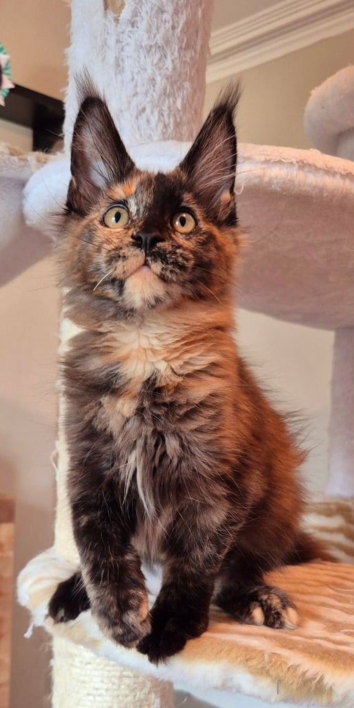 image for Maine coon gccf reg