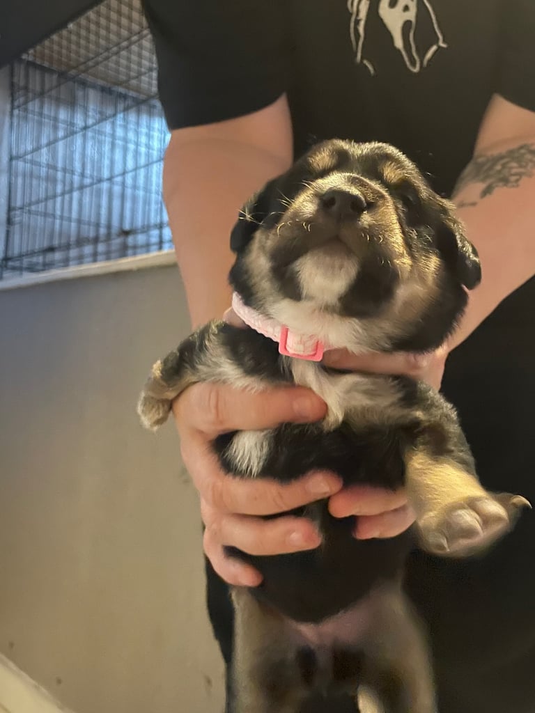 Shiba Inu cross chow chow cross spinger spaniel 