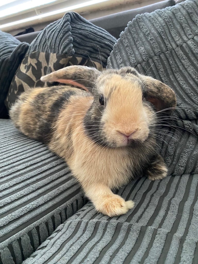  Rescue bunny ❤️