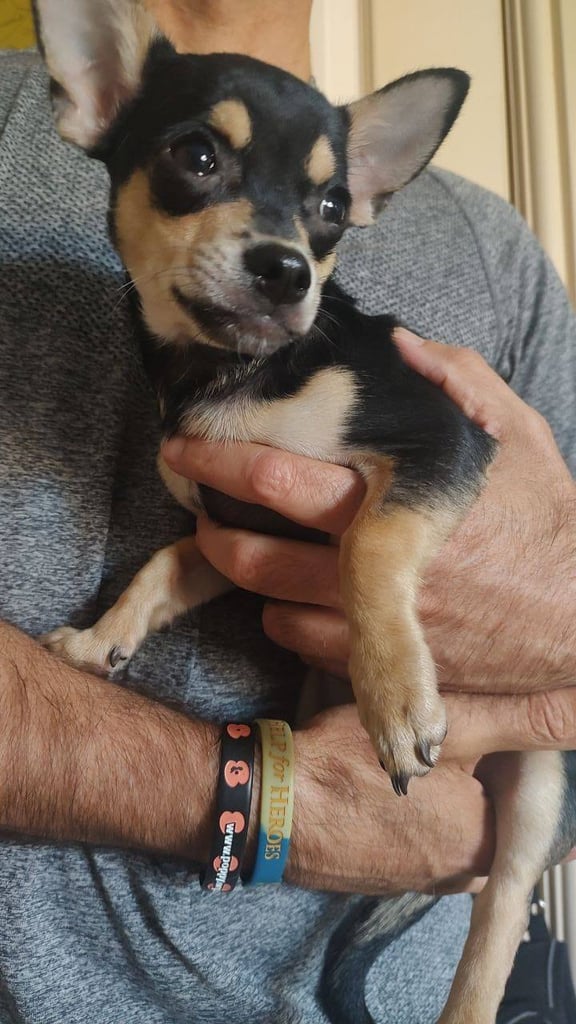 Adorable Loving Chihuahuas ready now