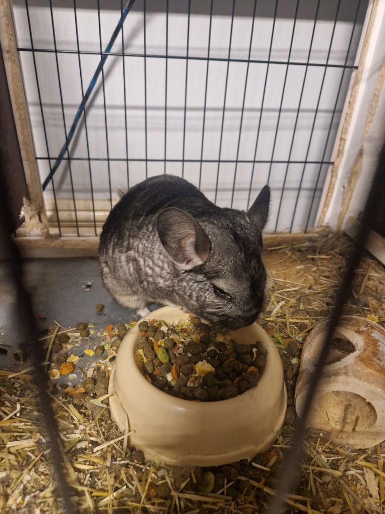 Female Chinchilla Baby Chinchilla Cage Chinchilla Degus