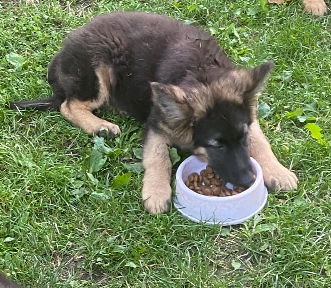German shepherd 6 months old 
