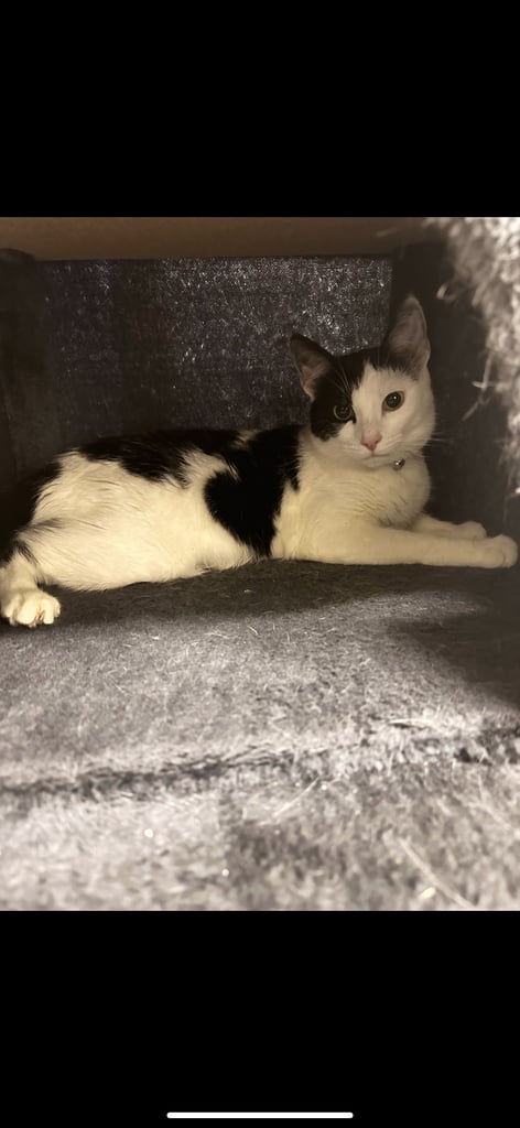 Female black and white cat 