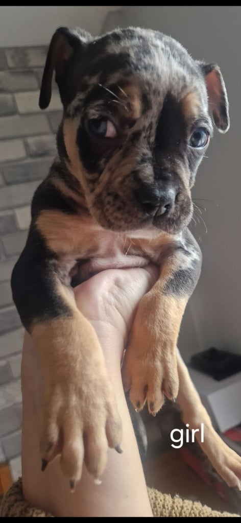 Pocket cross bully x alapara blue blood cross bully 