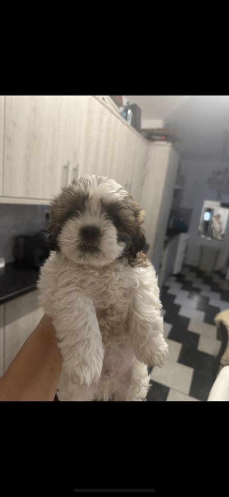 Shih Tzu puppies