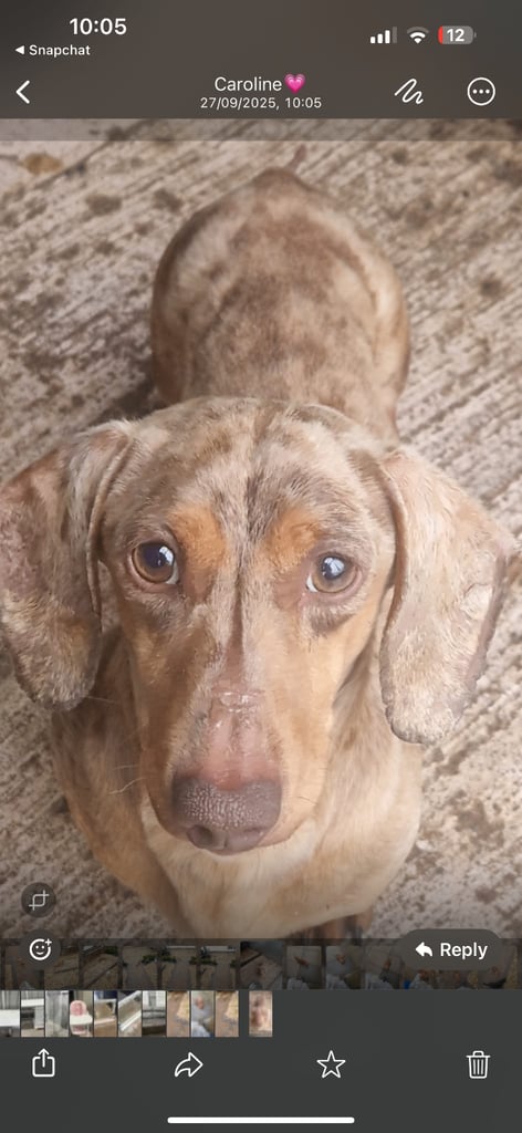Male minature dachshund 