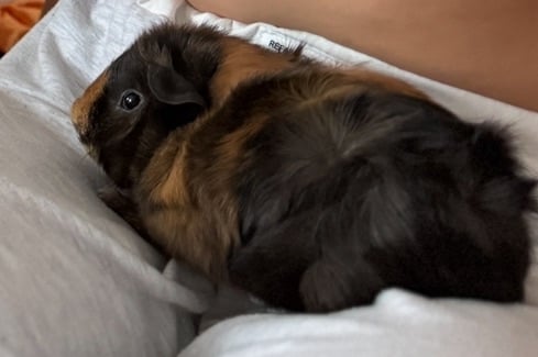 2 Guineea pigs , 12 weeks old