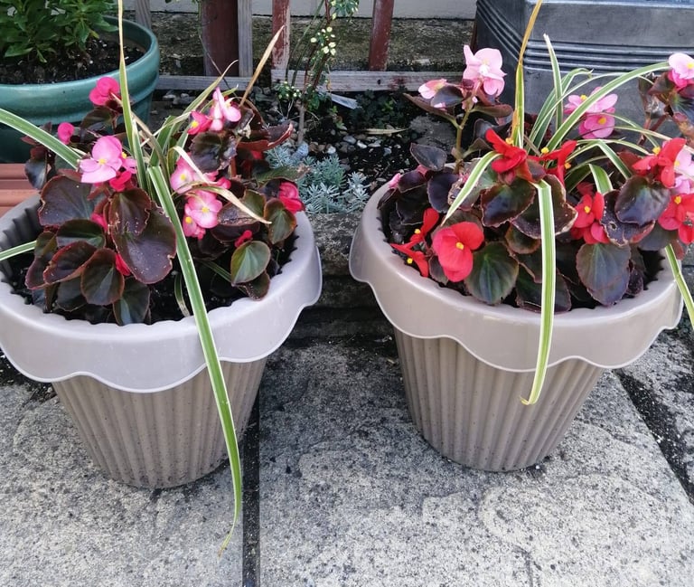 image for Pair of matching beige planters with Arundo Ely green & White and Begonia & Ajuga black scallop