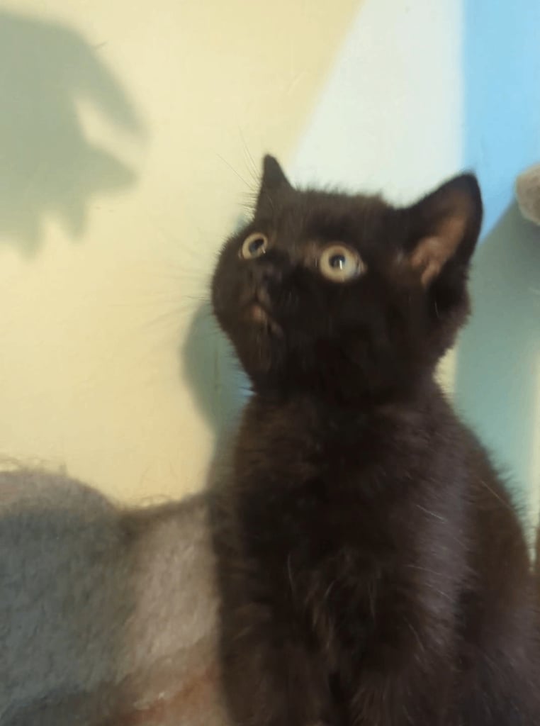 🐾BSH KITTEN 🐾