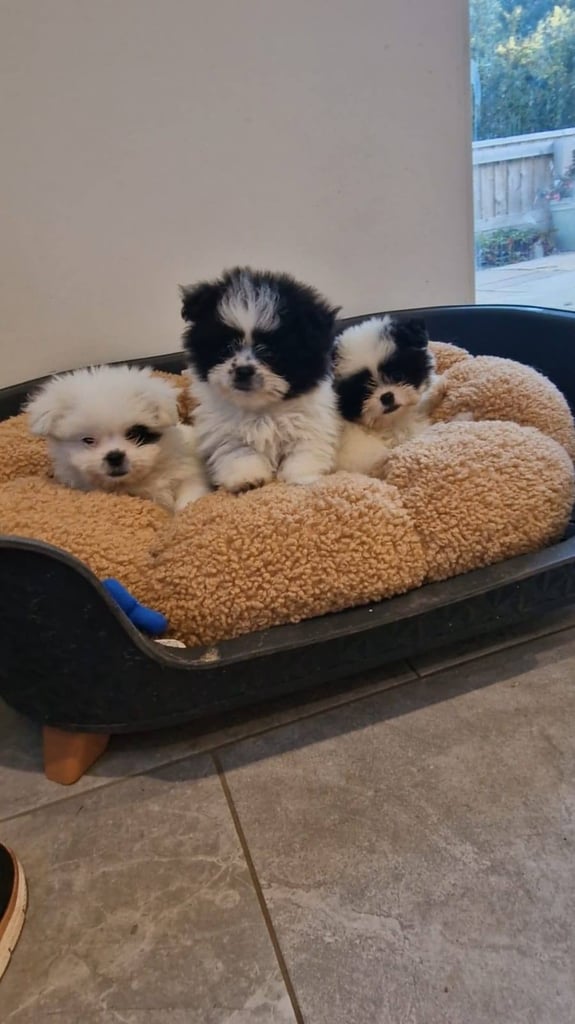 Ready Now 3 Girls. Pomeranian x shitzu health check. 1st vacination.  