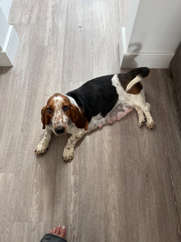 Chunky Bassett Hound Puppies 