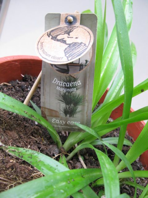 Plant Dracaena Marginata or Madagascar dragon tree