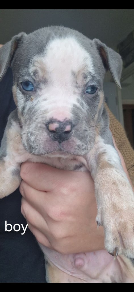 Pocket cross bully x alapara blue blood cross bully 