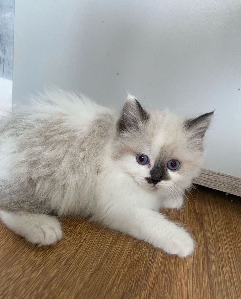 5 gorgeous ragdoll kittens 