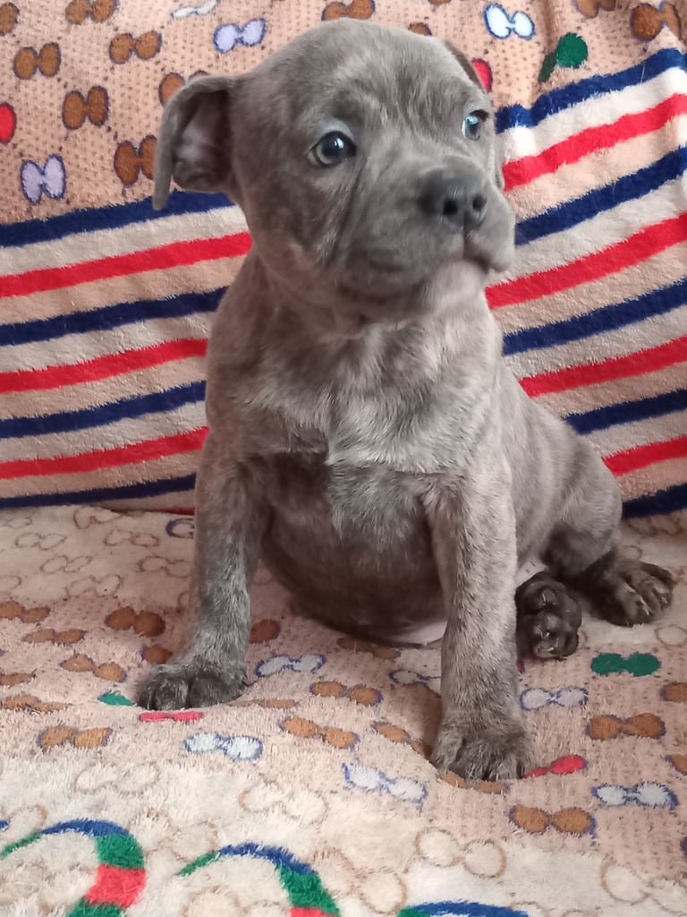 Kc Registered staff blue 💙 brindle puppy ready leave home left 