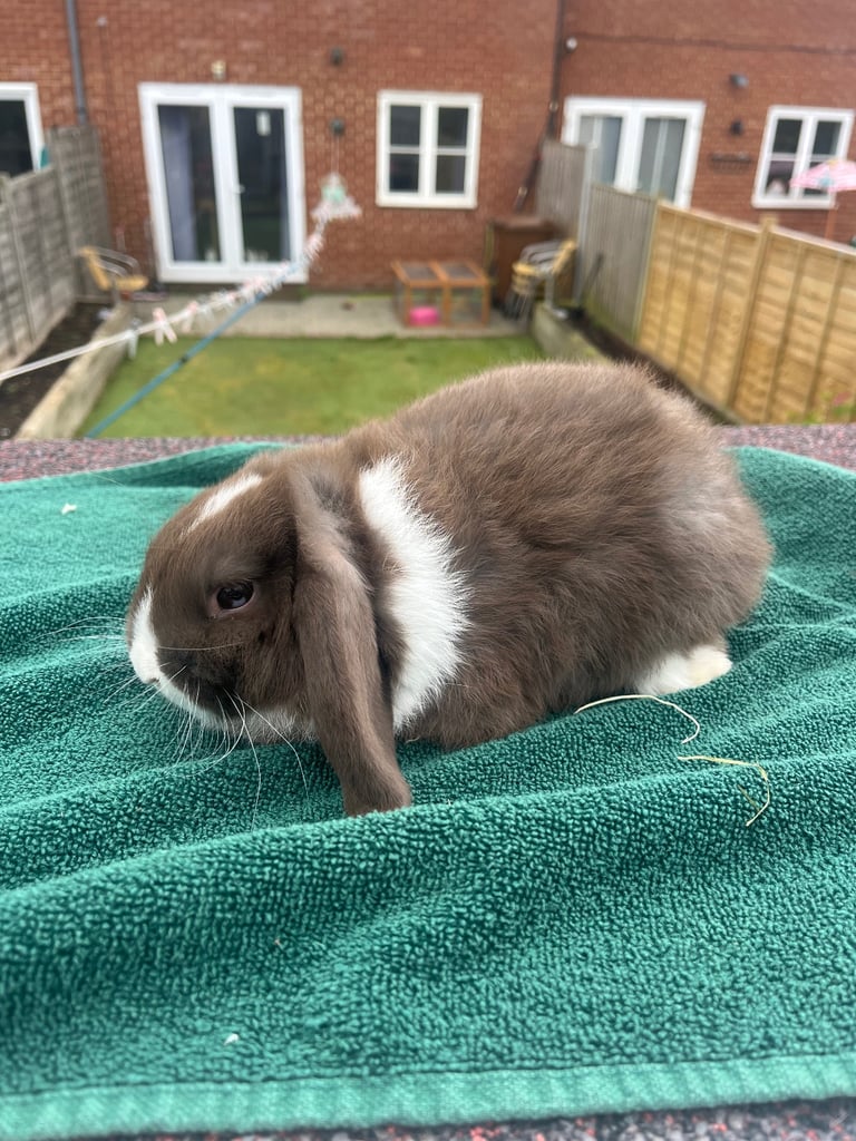 Baby Mini lop girls