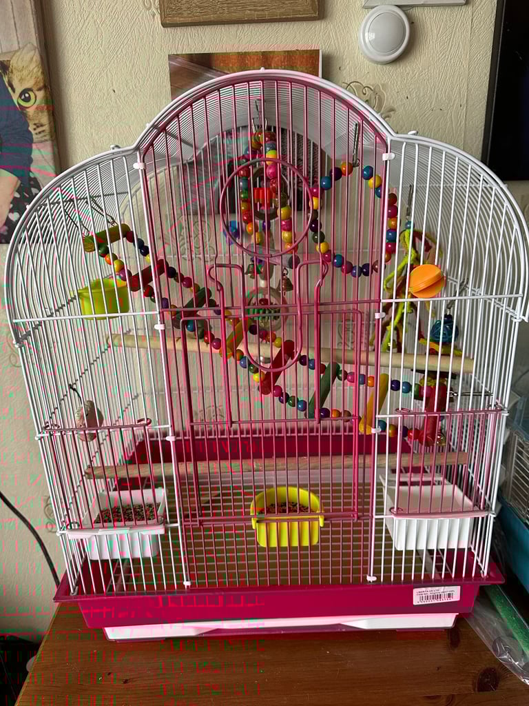 Female zebra finch 
