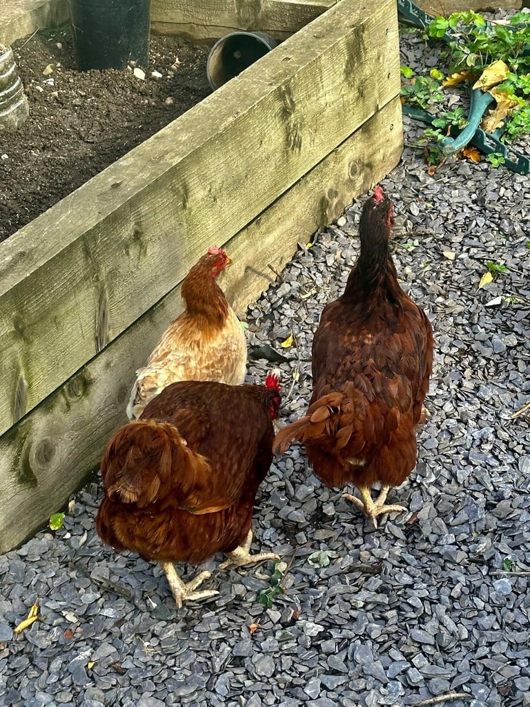 Rhode Island Red Chickens 