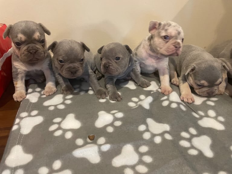 image for French bulldog puppies 