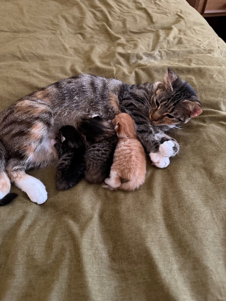 3 Kittens for Sale🐾